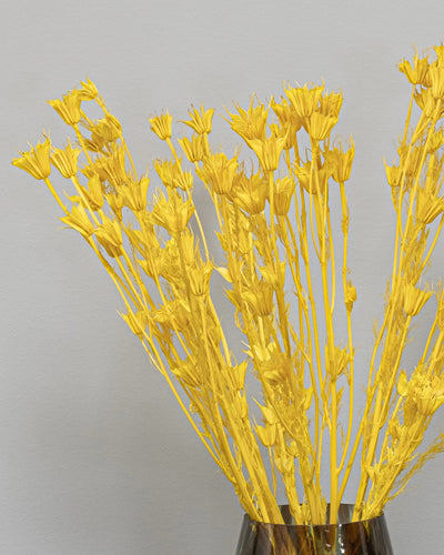 Detaljbild av Nigella Orientalis