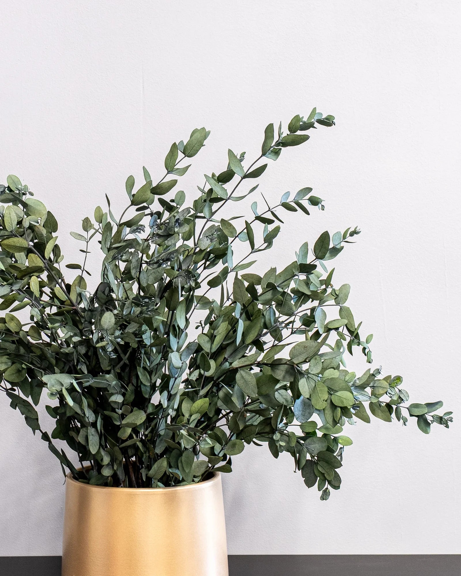Eucalyptus Gunny i konserverad krukväxt för inomhusbruk