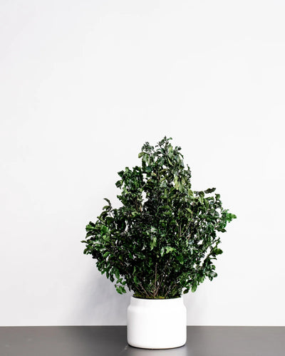 Pittosporum som grön inredningsdetalj från Forever Flora