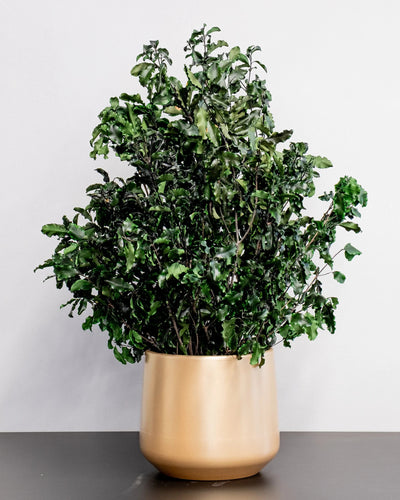 Konserverad Pittosporum krukväxt för styling av entré, kontor eller butik