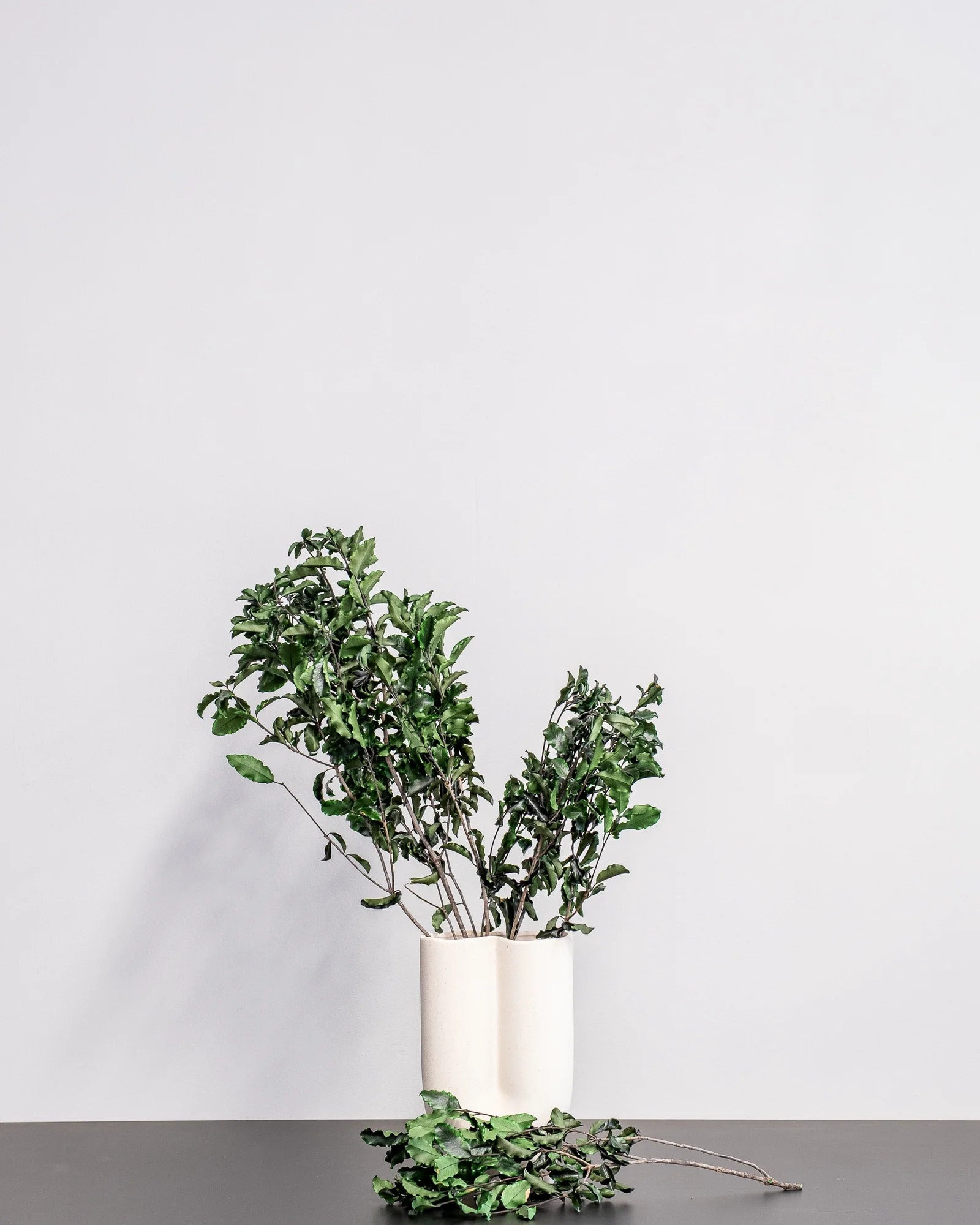 Pittosporum för dekorativ styling i inomhusmiljö