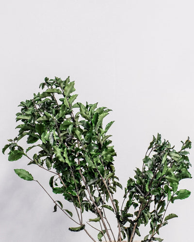 Pittosporum som grön dekoration för hem och inredning