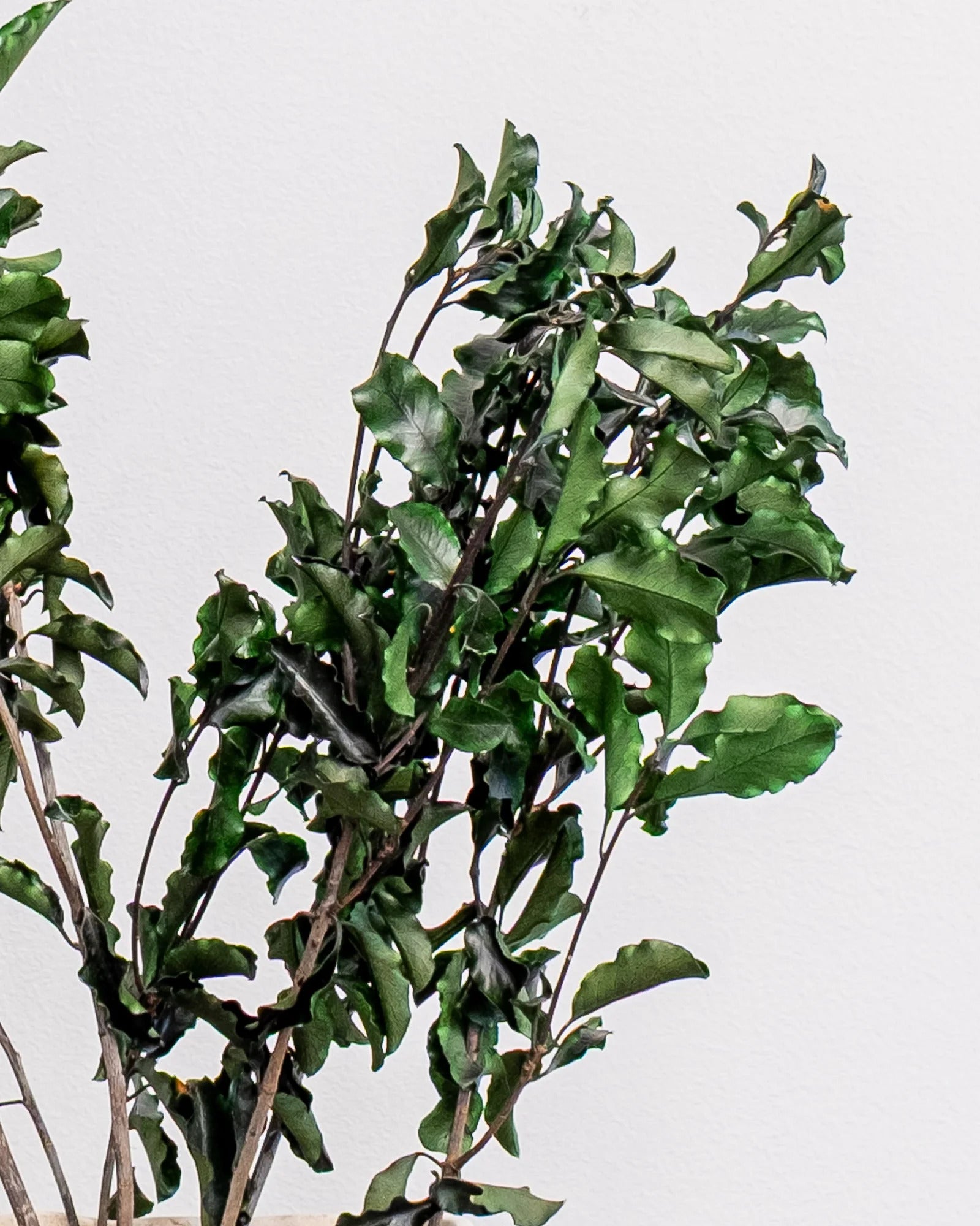 Detaljbild av Pittosporum som konserverad växt