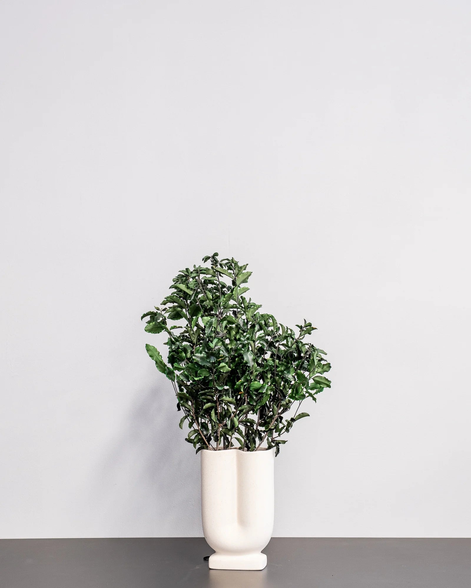 Pittosporum – konserverad växt från Forever Flora