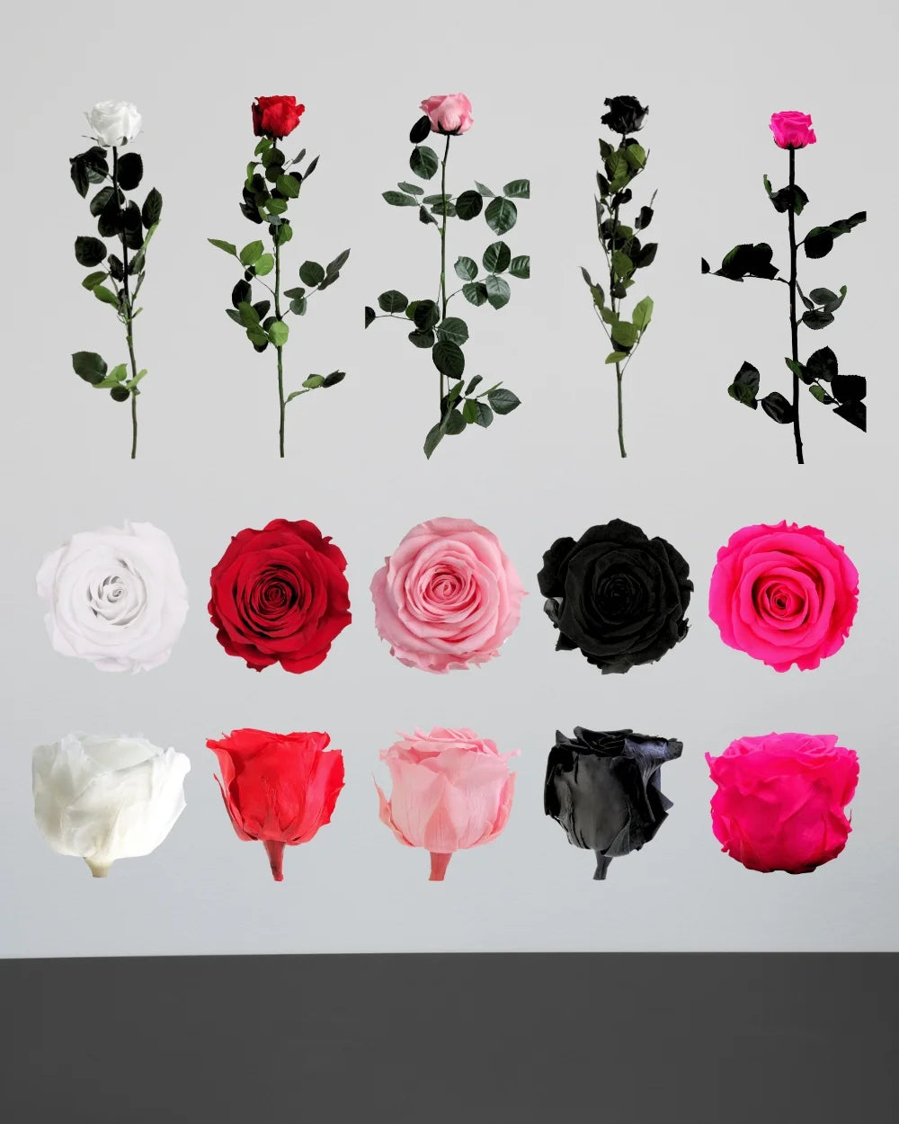 Närbild på konserverad ros i Singel Evighetsros 60 cm i rosa