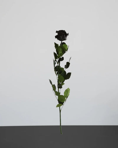 Konserverad ros i Singel Evighetsros 60 cm från Forever Flora