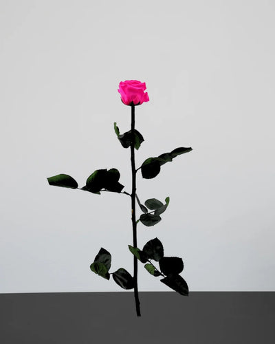 Evighetsros med stjälk i Singel Evighetsros 60 cm