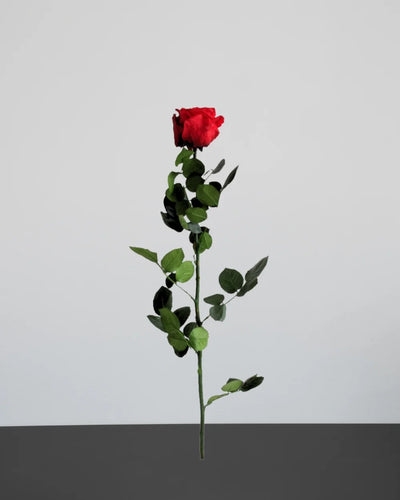 konserverad rosdekoration med Singel Evighetsros 60 cm