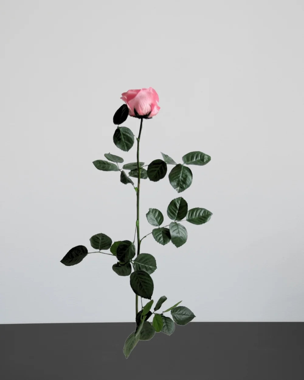 Rosdetaljer i Singel Evighetsros 60 cm