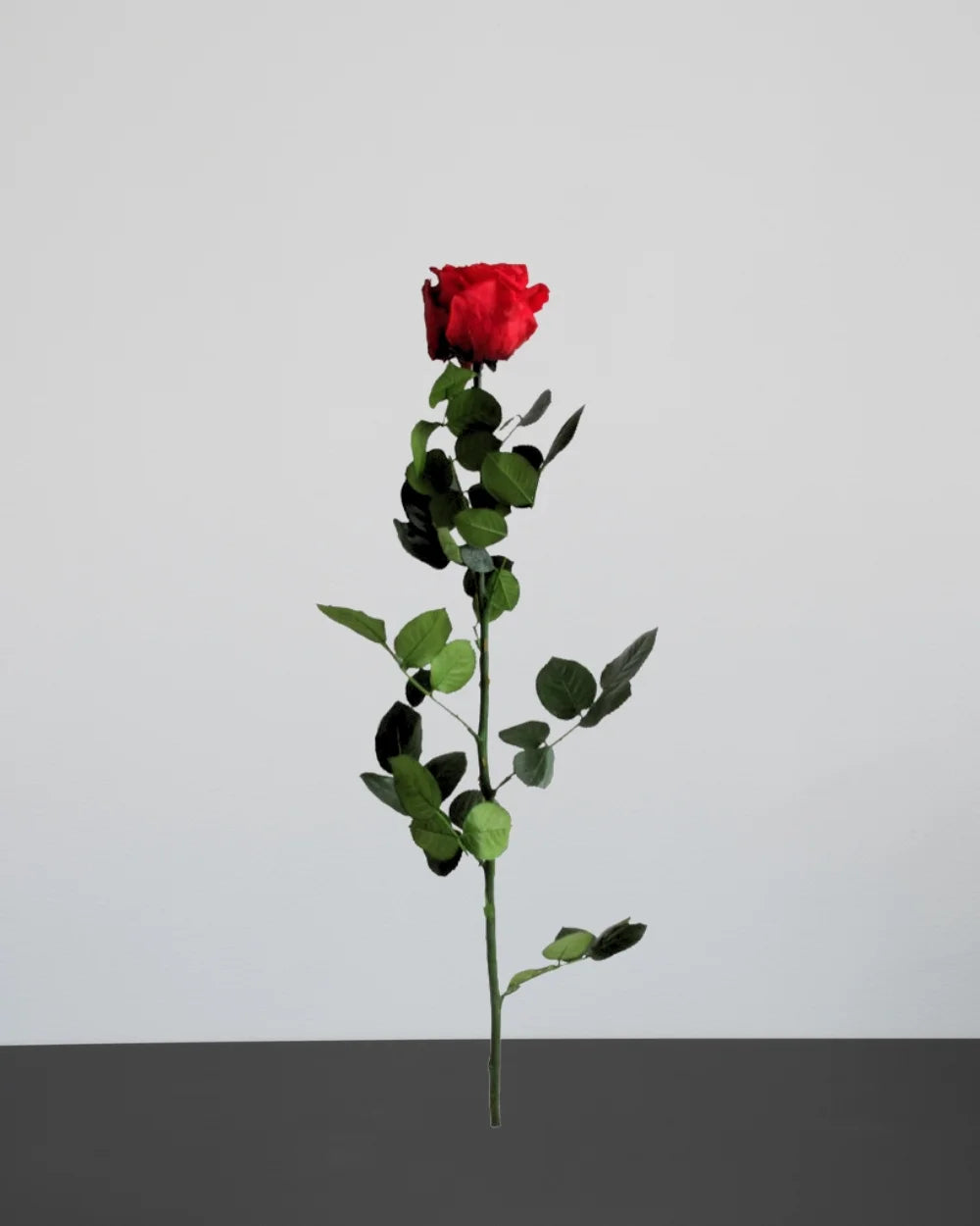 Singel Evighetsros 60 cm som konserverad blomsterdekoration