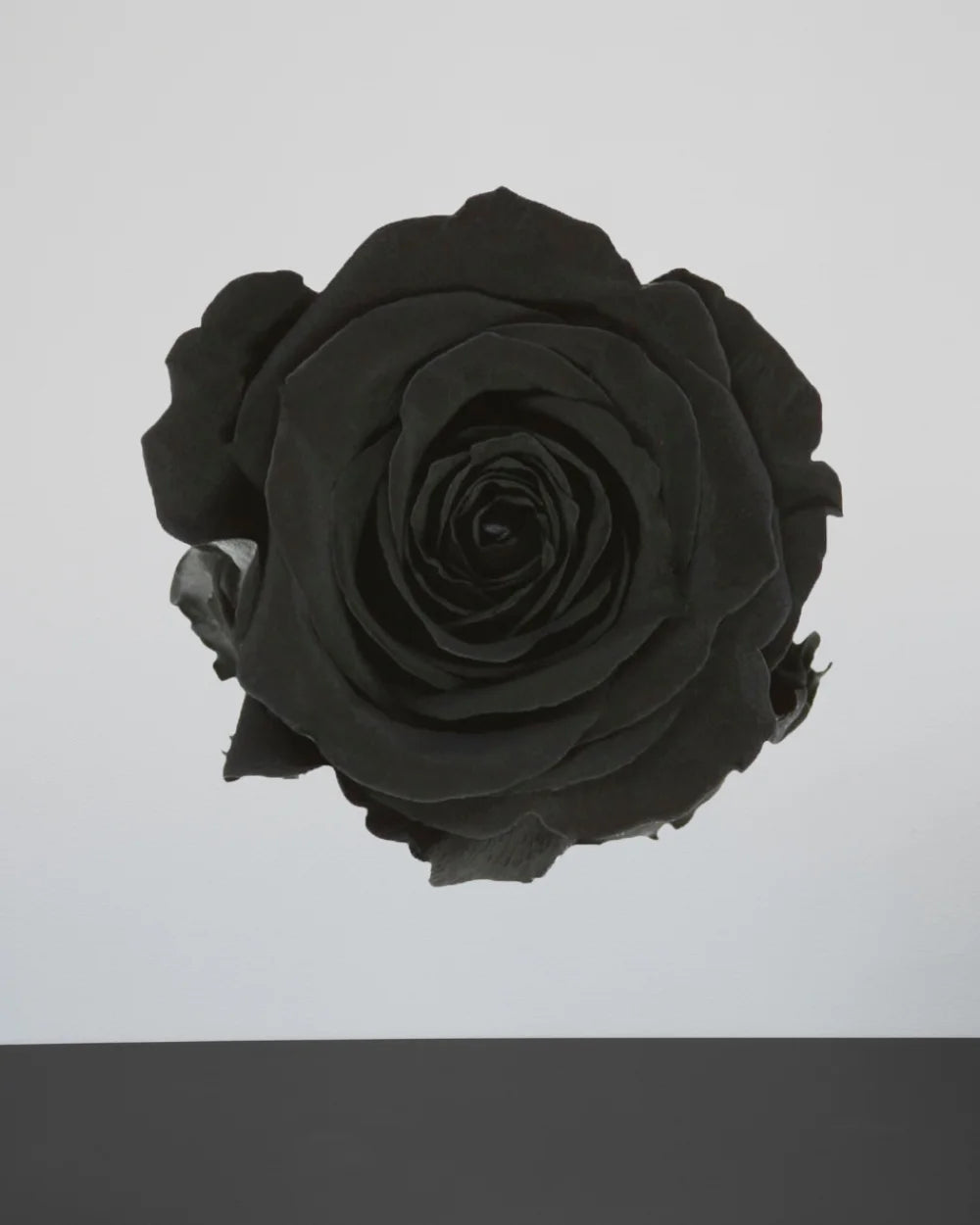 Singel Evighetsros 60 cm som blomma utan vattning