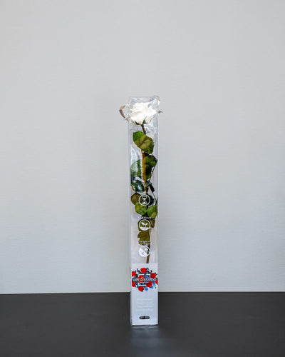 Singel Evighetsros 60 cm som presentros med stjälk