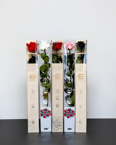 Singel Evighetsros 60 cm - evighetsros från Forever Flora i regnbåge
