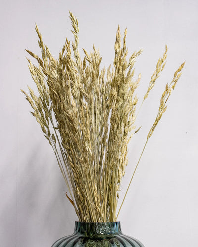 Detaljbild av Råglosta (Bromus secalinus) – Torkad, Naturfärgad, 60 cm