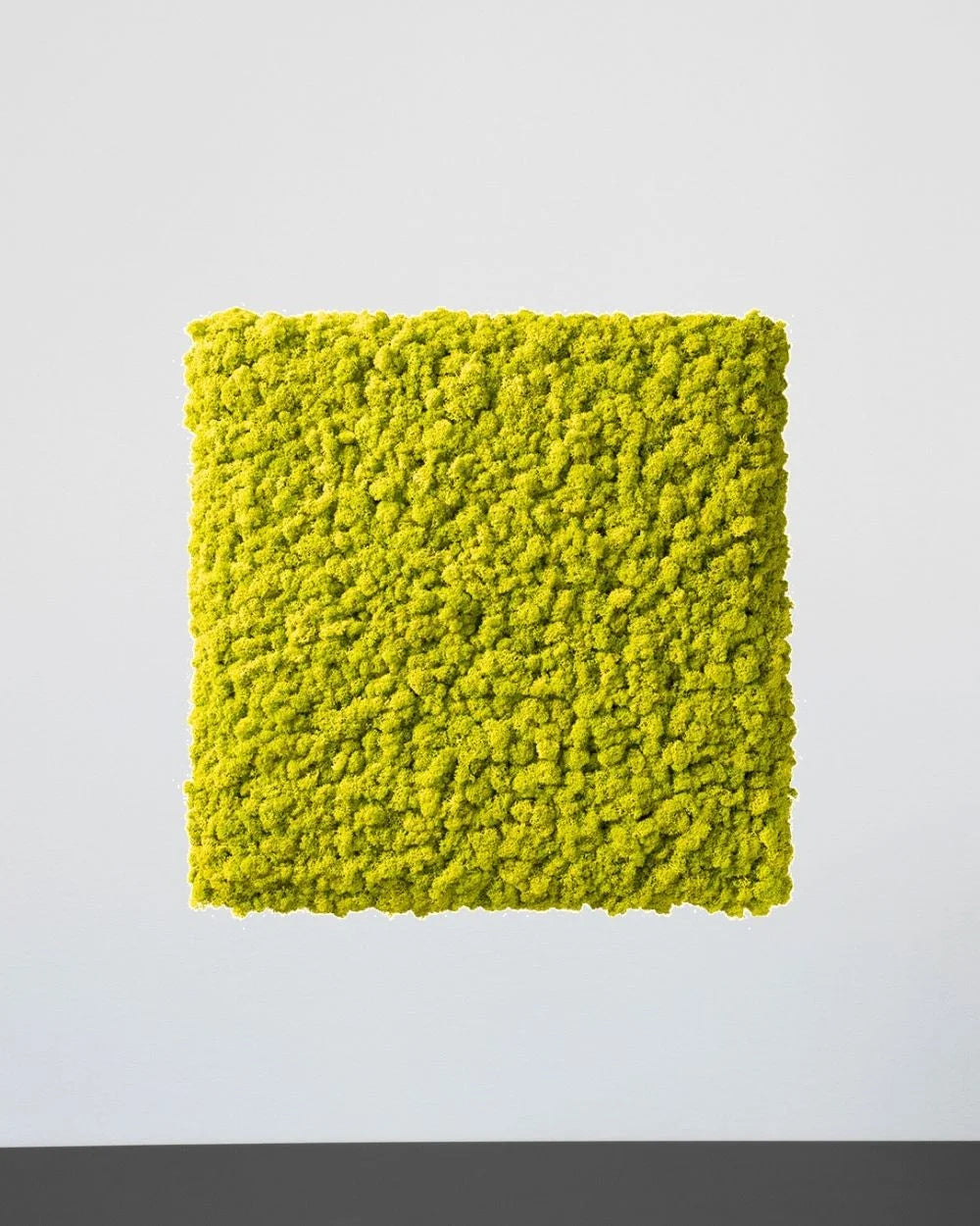 Mosspanel kvadrat i äkta renlav för modulär väggdekor – Lila, 30 × 30 cm