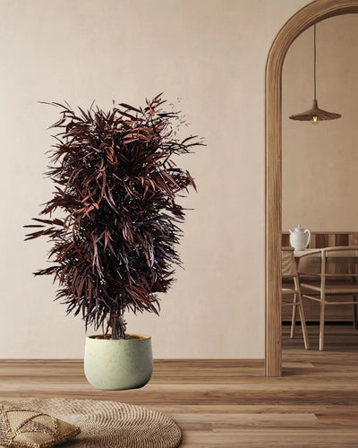 Preserved Willow Tree – Full with Preserved Shape for Decorative Placement