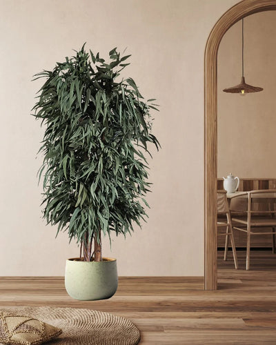 Preserved Willow Tree – Full – Preserved Tree from Forever Flora
