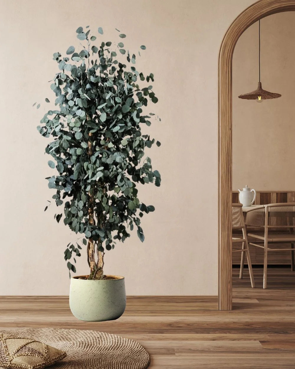 Konserverat Eucalyptus Populus Slim träd 130 till 240 cm