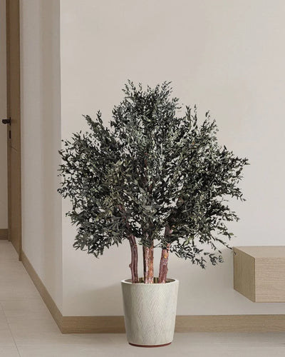 Konserverat eukalyptusträd Parvifolia – Buskträd för styling av entré, kontor eller butik