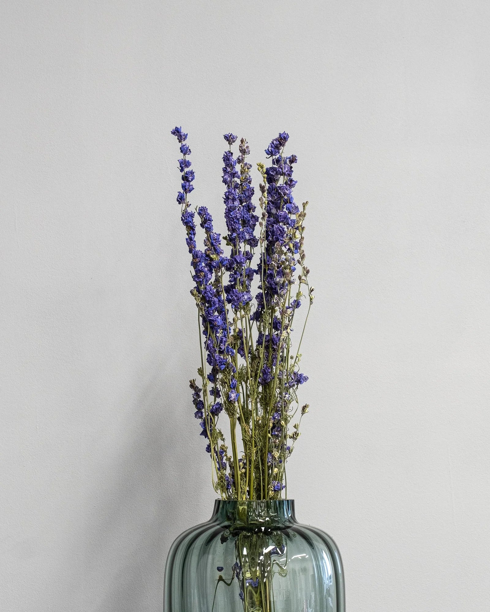 Torkade Delphinium – Riddarsporre med botanisk form för vasdekoration