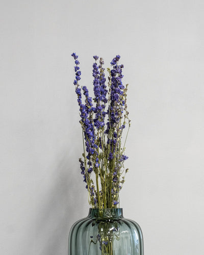 Torkade Delphinium – Riddarsporre med botanisk form för vasdekoration