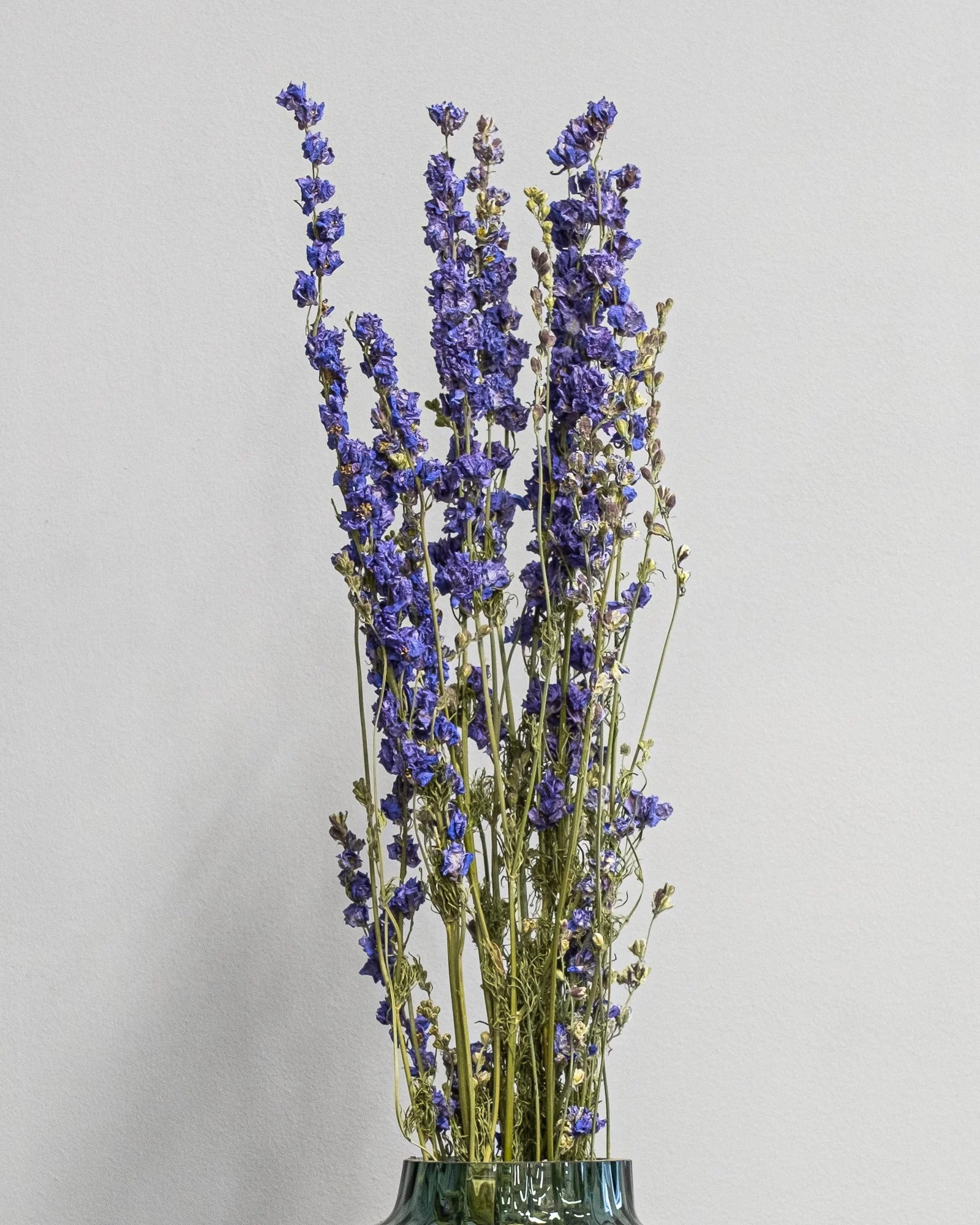 Torkade Delphinium – Riddarsporre för långvarig inomhusdekoration
