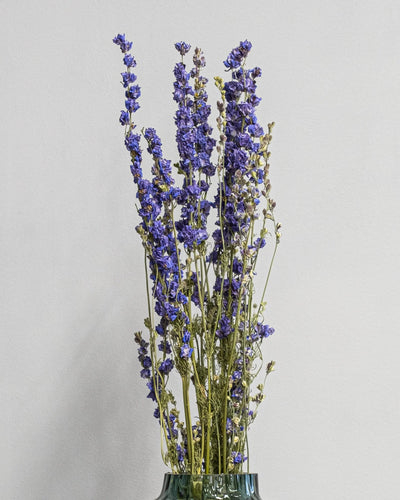 Torkade Delphinium – Riddarsporre för långvarig inomhusdekoration