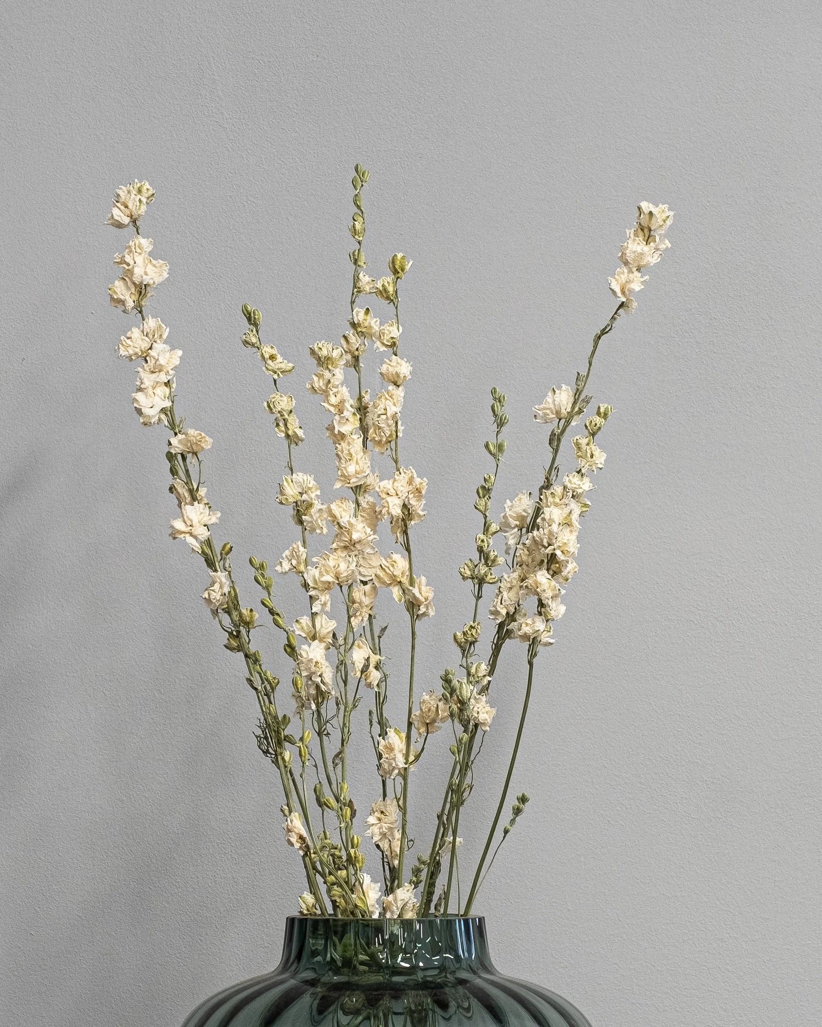Torkad Delphinium/Riddarsporre 60 cm i Lila
