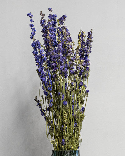 Torkade Delphinium – Riddarsporre för dekorativ styling i inomhusmiljö