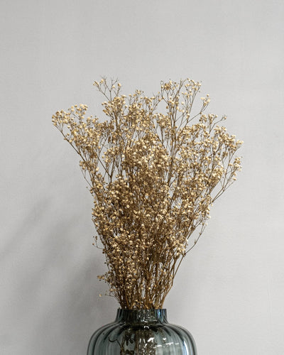 Slöjblommor – Gypsophila för dekorativ styling i inomhusmiljö