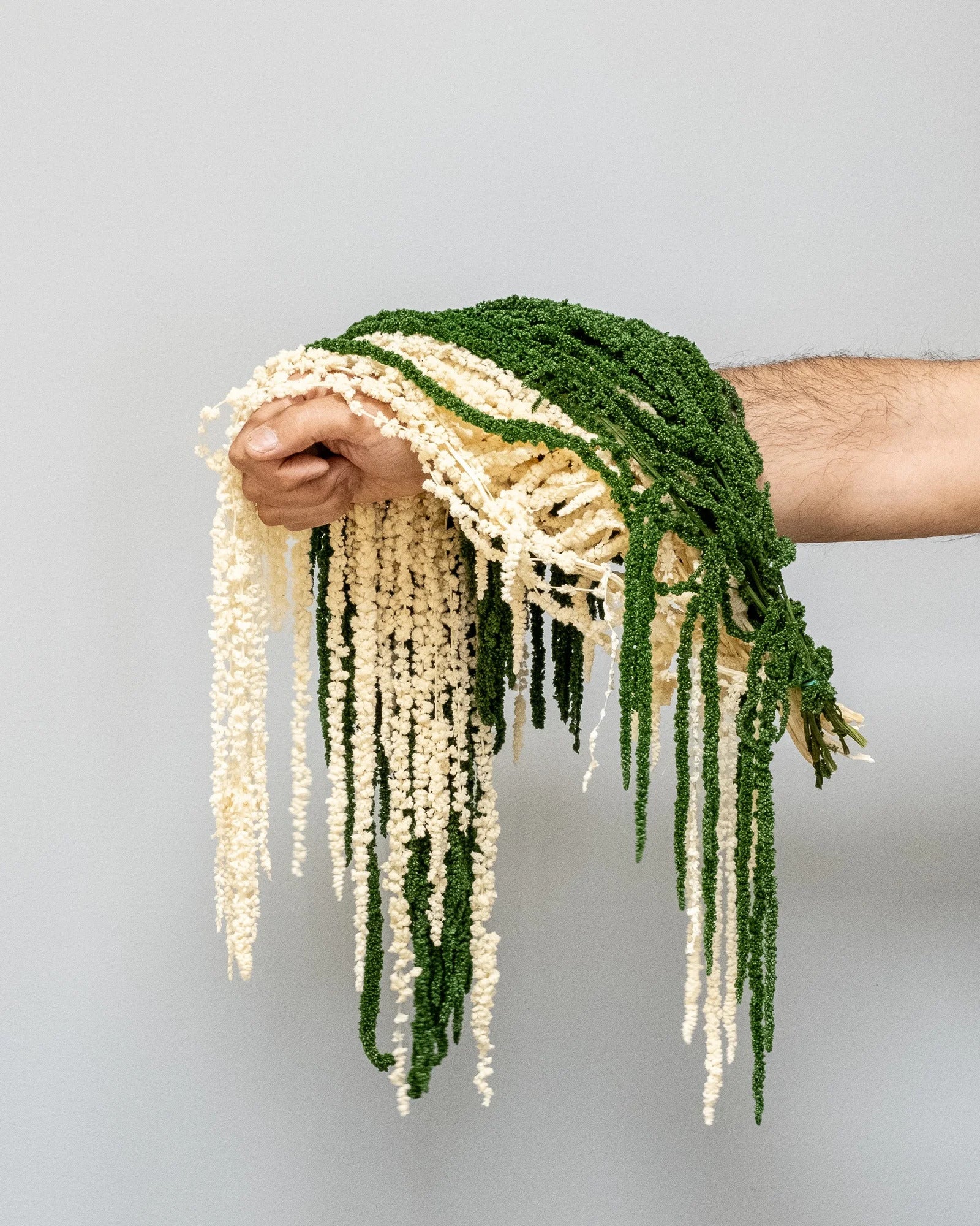 Amaranthus – konserverad blomma från Forever Flora i grön