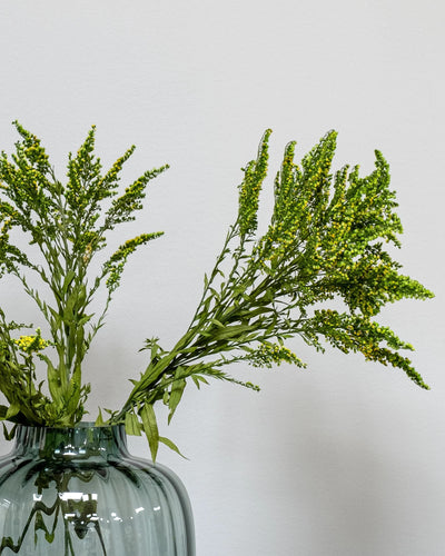 Detaljbild av Solidago Grön som konserverad blomma