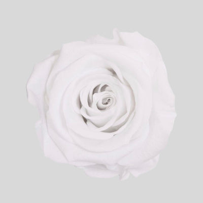Konserverade rosor i Evighetsros Box Large - Rosbox från Forever Flora