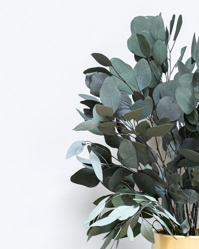 Eucalyptus Populus för dekorativ styling i inomhusmiljö