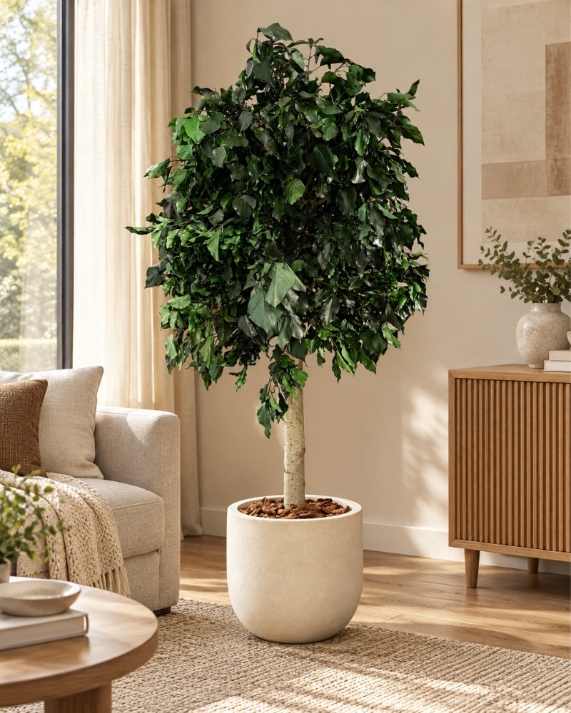 Preserved tree Ivy Green in a cream-colored pot in a living room with a sofa and a sideboard