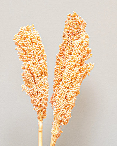 Indian Corn – 5 st, för buketter och blomsterarrangemang
