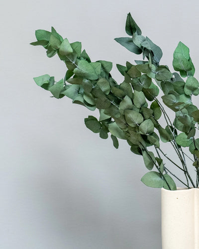 Eucalyptus Stuartiana som dekorativ produkt från Forever Flora