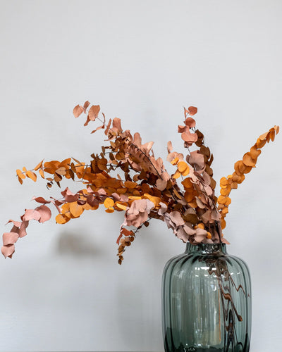 Närbild på detaljerna i Eucalyptus Stuartiana