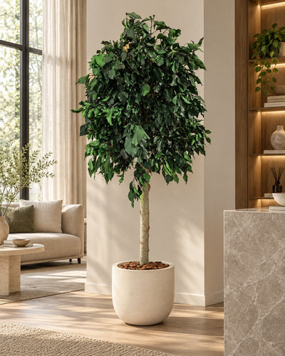 Preserved tree Ivy Green in a cream-colored pot in a living room with a sofa and wooden shelving