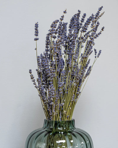 Närbild på torkade blommor i Lavendel Naturell