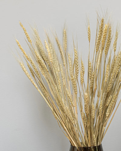 Torkat Triticum-vete i Svart skägg