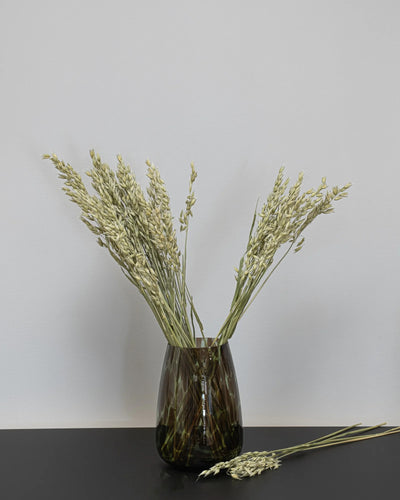 Havre Avena för buketter och blomsterarrangemang