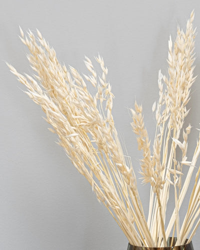 Havre Avena – torkade blommor 50–60 cm i Naturell