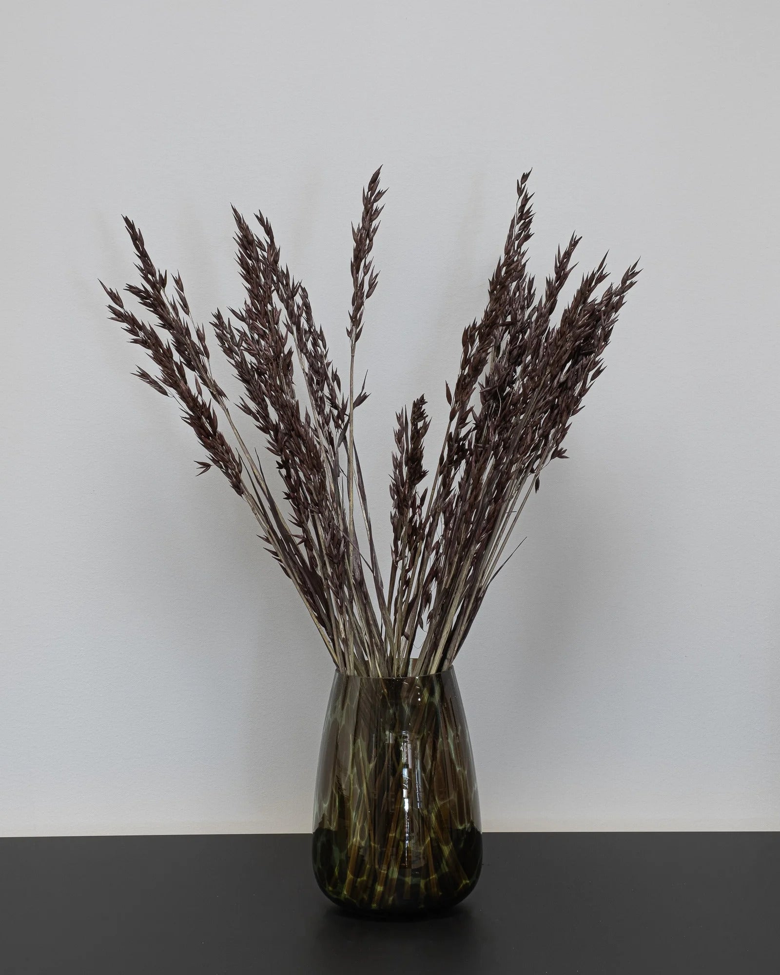 Havre Avena – torkade blommor 50–60 cm i Svart