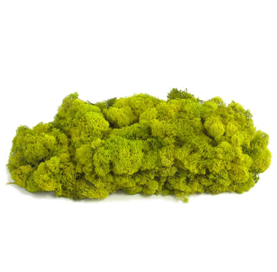 Rund mosstavla med grön bollmossa och lichen – mosstavla från Forever Flora