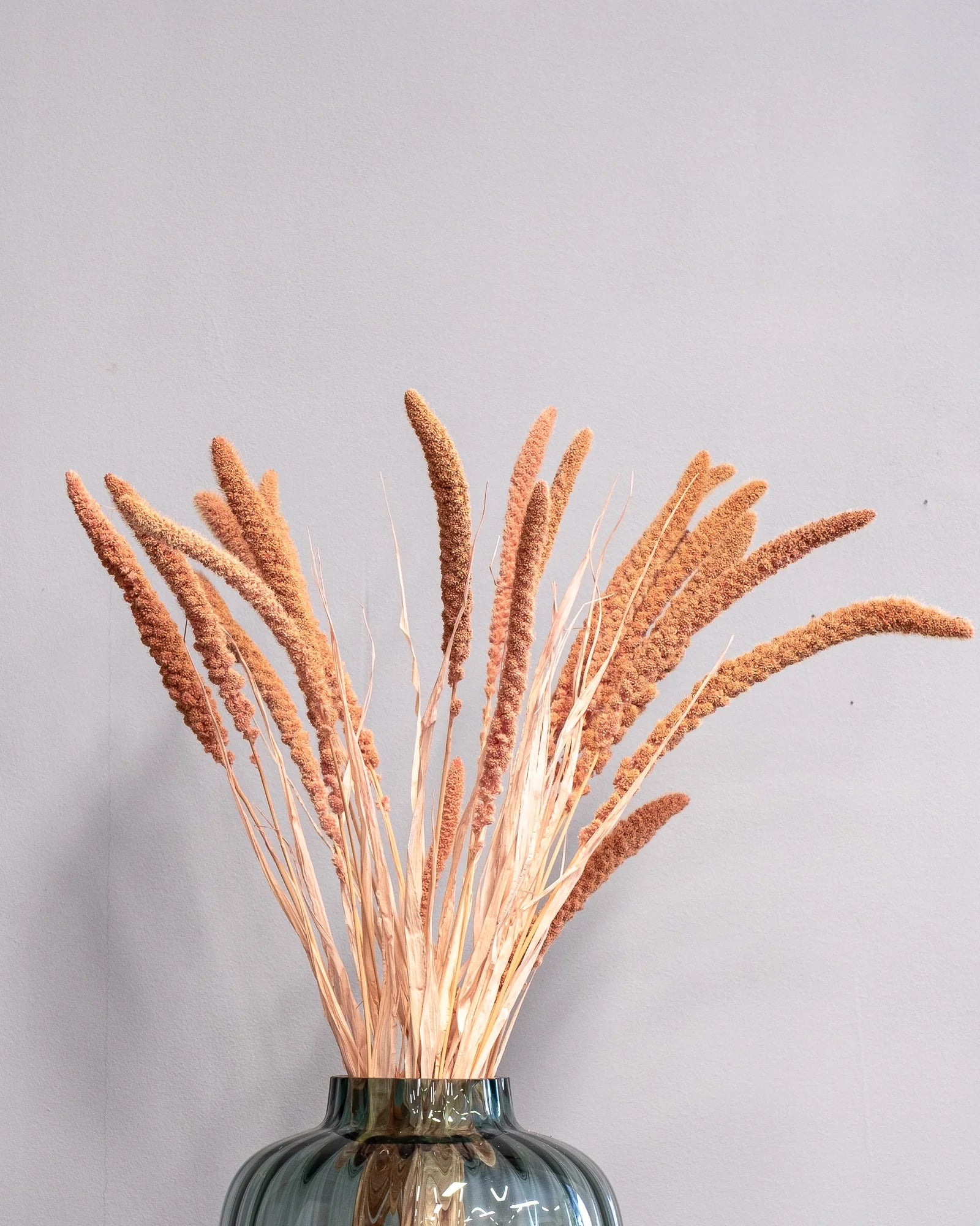 Durrasläktet, Sorghum som dekorativ produkt från Forever Flora – 9879 durraslaktet sorghum 3