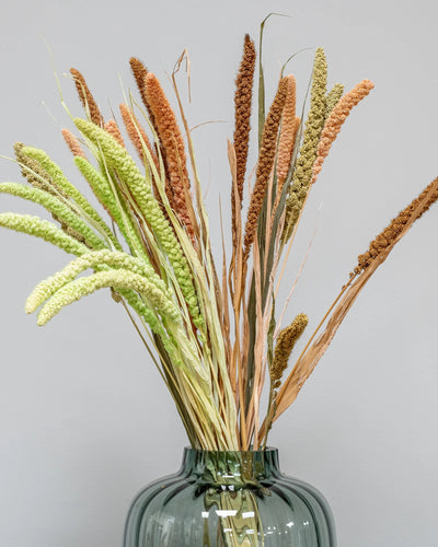 Torkad Sorghum 50–60 cm i Grön