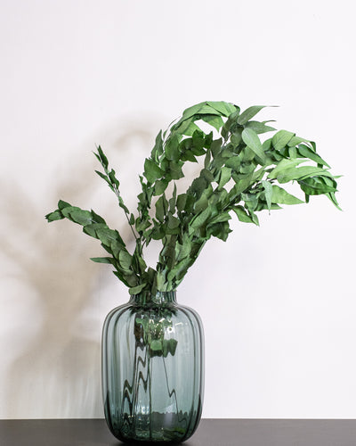 Ivy – Preserved Plant