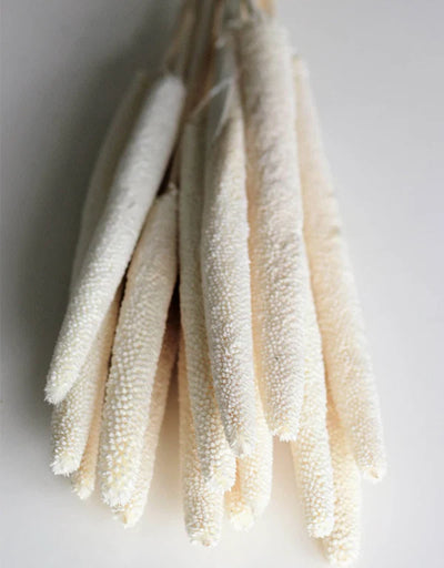 Babala - Kuivakukat