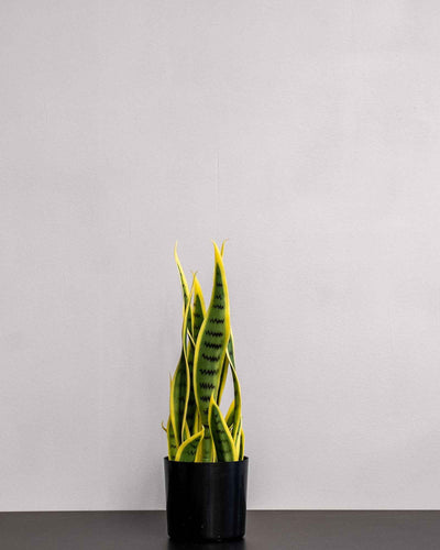 Konstgjord Sansevieria i melaminkruka – 40 cm